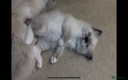Ragdoll cats for sale: READY SOON!! PUREBRED RAGDOLL KITTENS - Image 18