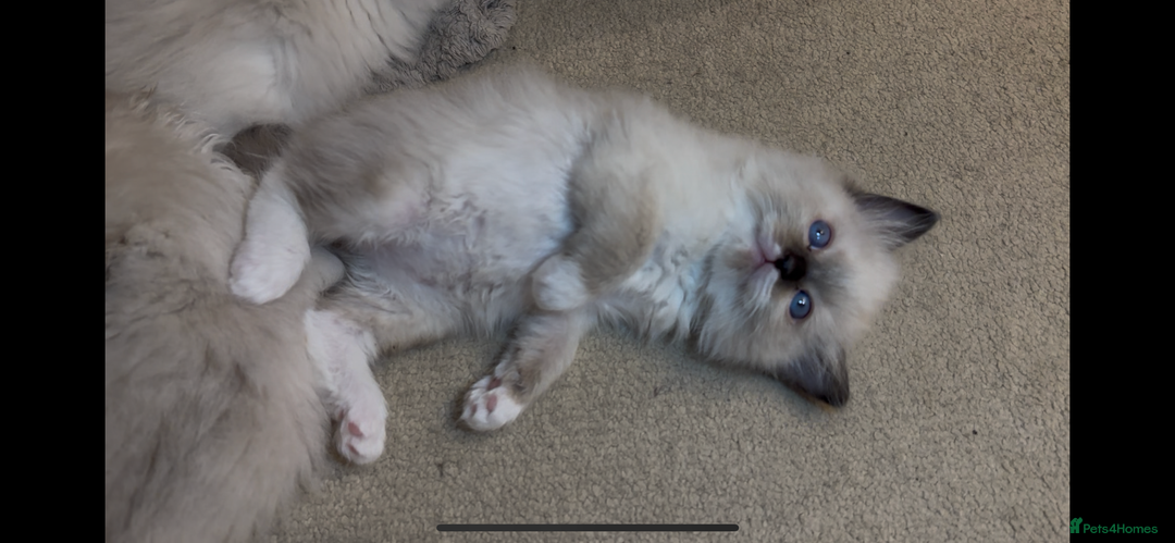 Ragdoll cats for sale: READY SOON!! PUREBRED RAGDOLL KITTENS - Image 18