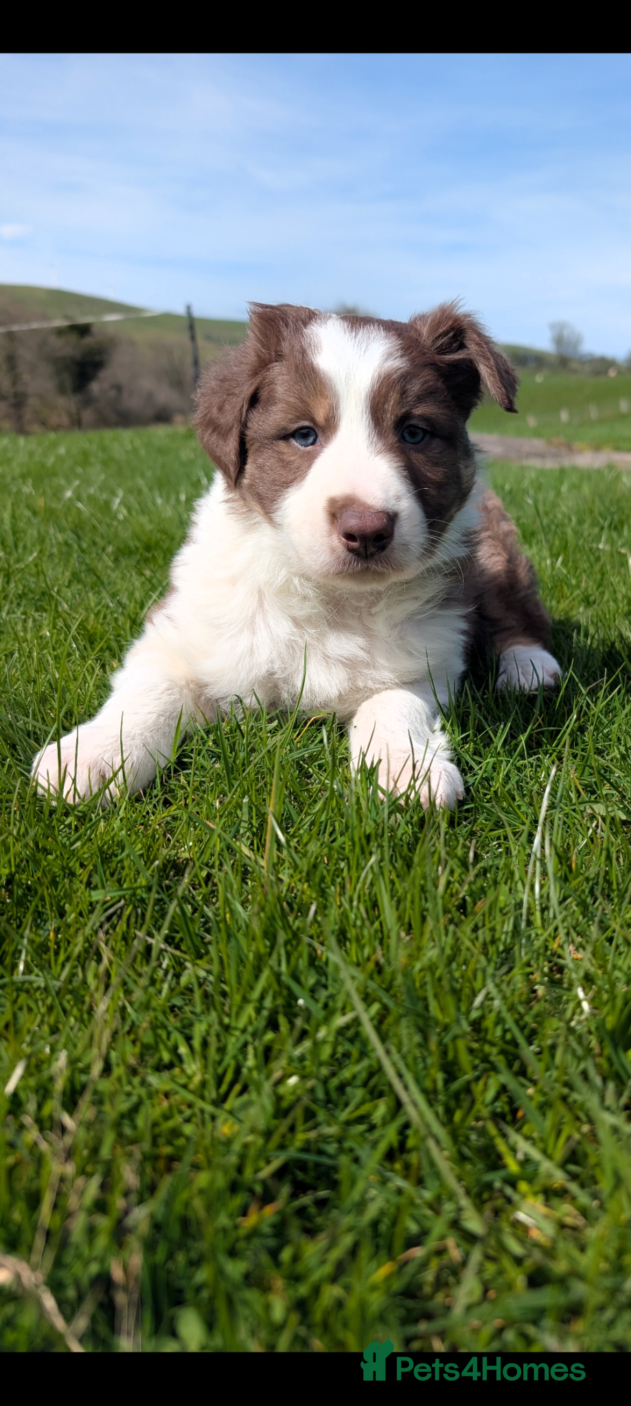 Border Collie dogs Red white and tri border collie isds dog pup - Advert 10