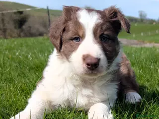 Border Collie dogs Red white and tri border collie isds dog pup - Advert 10