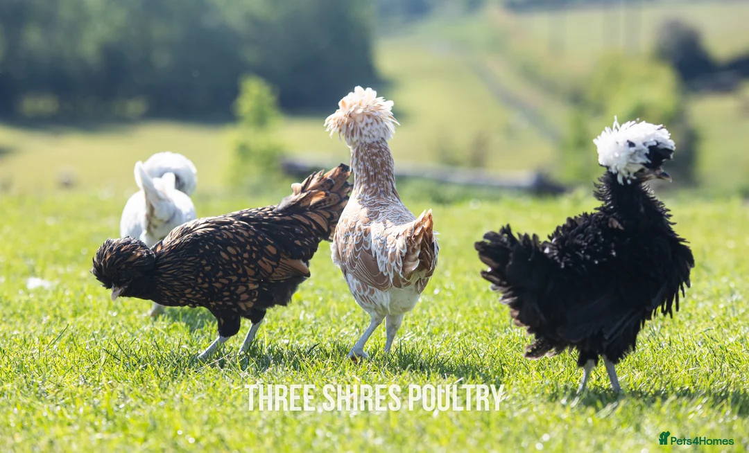 Chickens poultry for sale: Pekins, Polish, Silkies and other bantams - POL - Advert 6