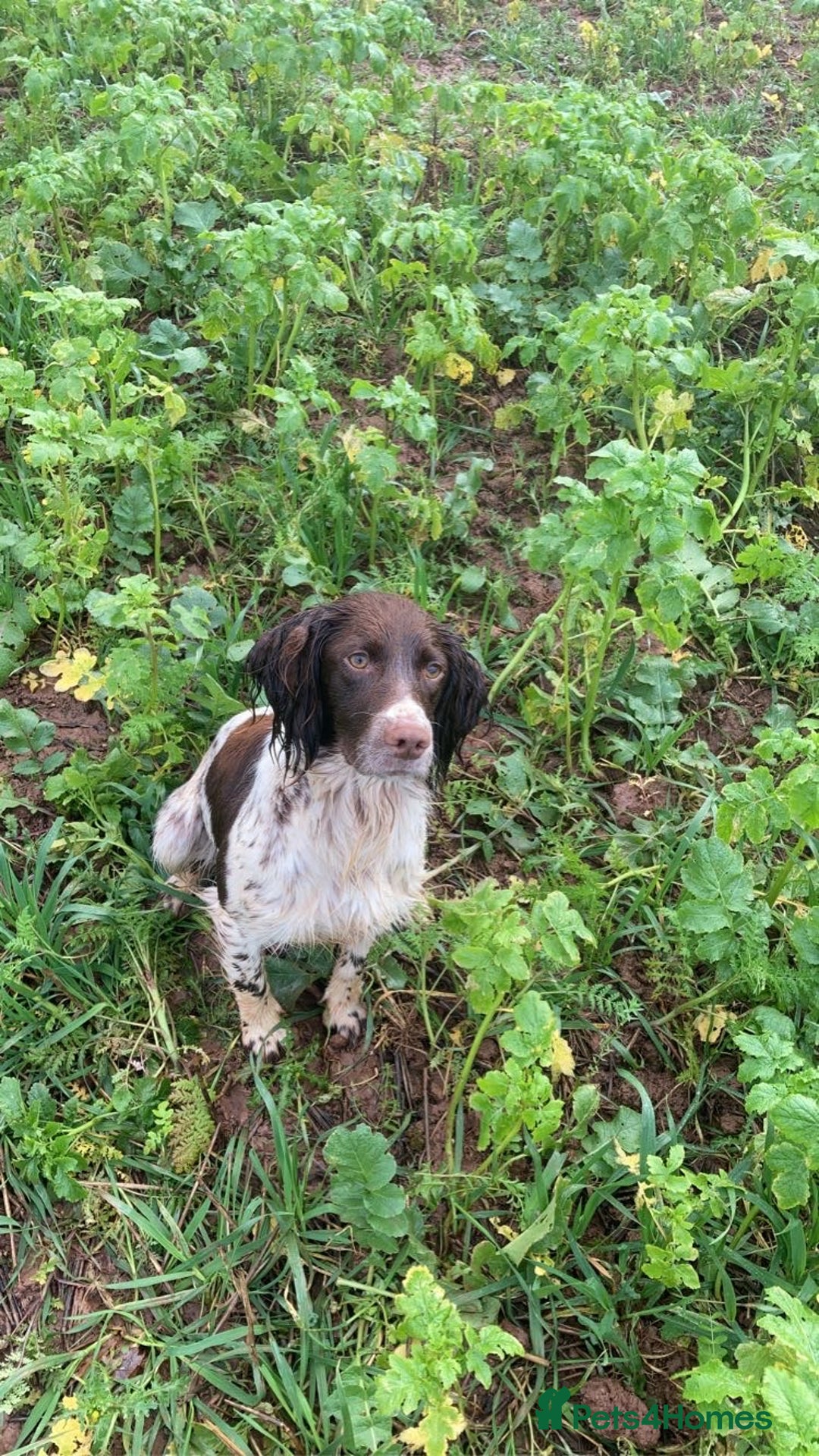 Sprocker dogs for sale: Adorable F1 Sprocker puppies - Advert 6