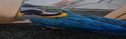 Budgerigars birds for sale: LAST ONE! BABY BLUE&GOLD MACAW PARROT. - Advert 4