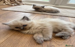 Ragdoll cats for sale: Beautiful ragdolls  - Image 5