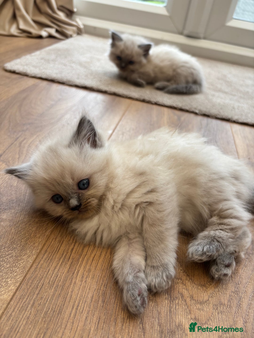 Ragdoll cats for sale: Beautiful ragdolls  - Image 5