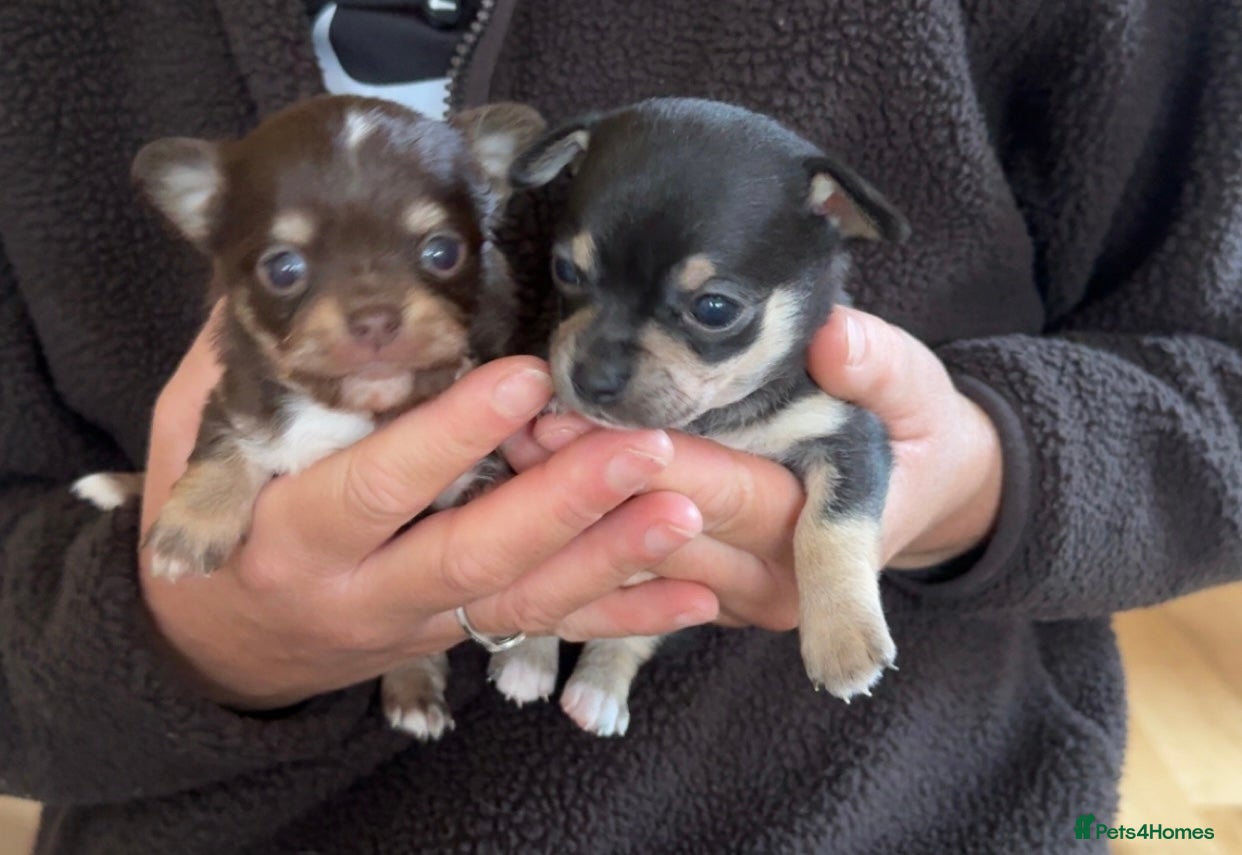 Chihuahua dogs stunning full breed chihuahua puppies - Advert 11