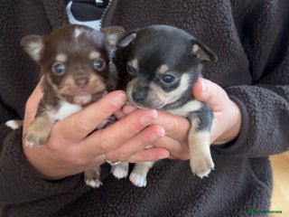 Chihuahua dogs stunning full breed chihuahua puppies - Advert 5