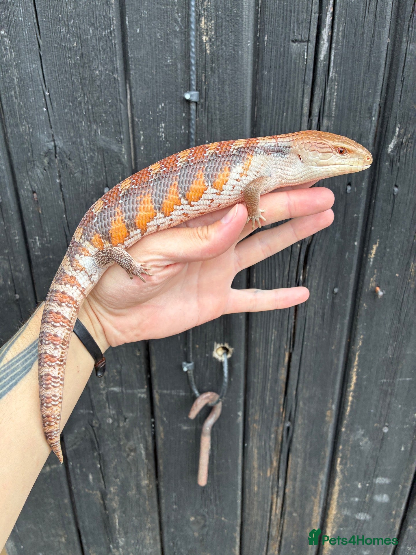 Skink reptiles Northern Blue Tongue Skinks - Advert 11