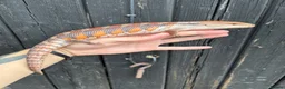 Skink reptiles for sale: Northern Blue Tongue Skinks - Advert 1