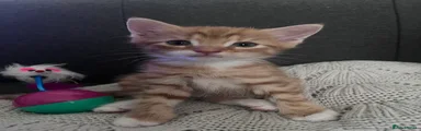 PJ aka Peaches Jr