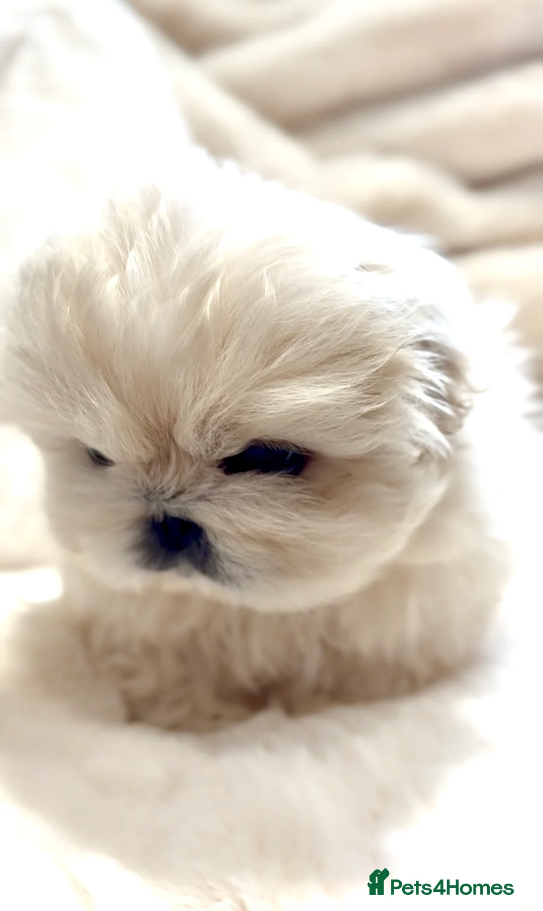 Pekingese dogs for sale: Exceptional KC Registered Pekingese Puppies.  - Advert 31