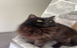 RagaMuffin cats for sale: Raggamuffin male cat 🖤 - Image 2
