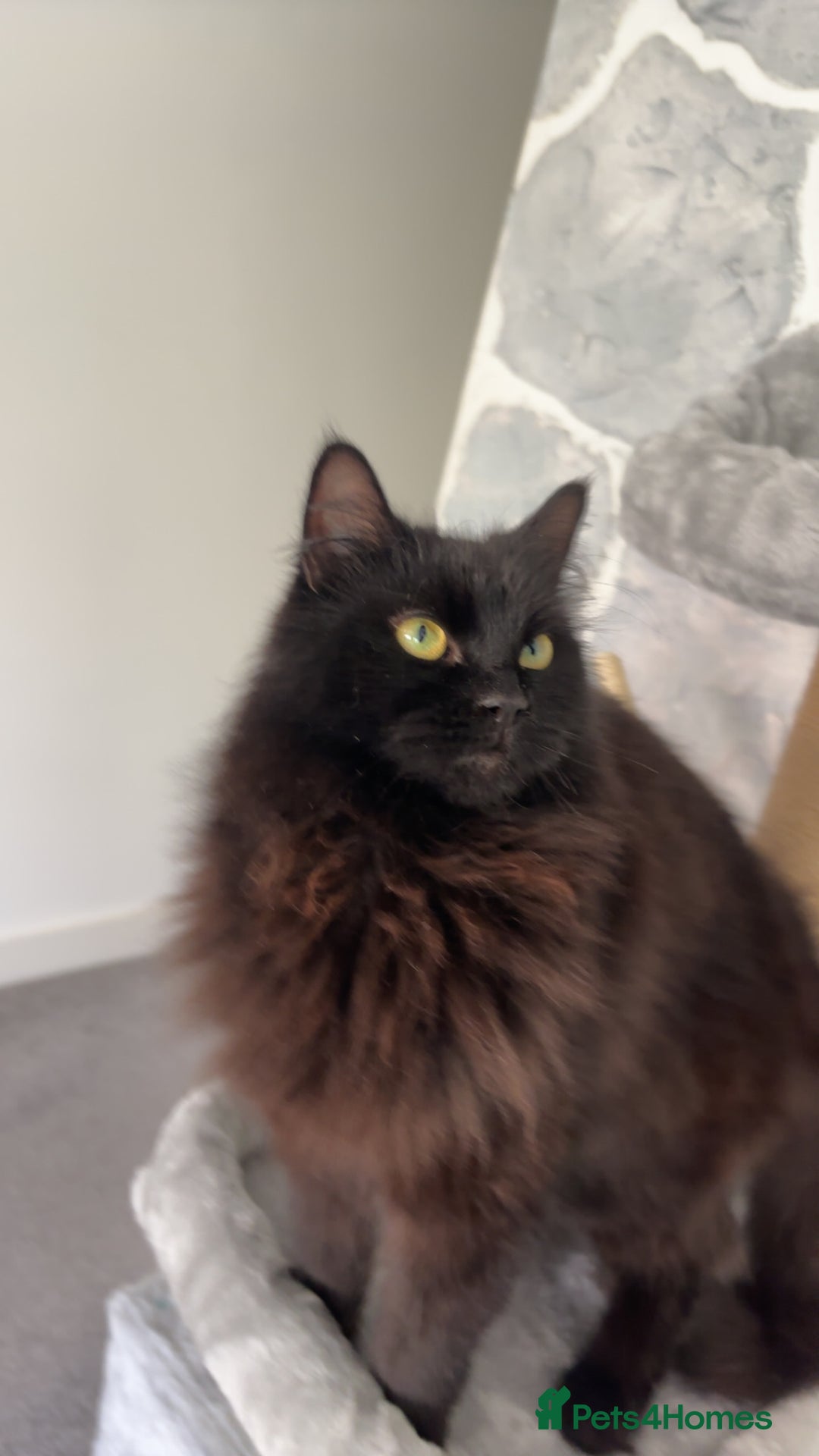 RagaMuffin cats for sale: Raggamuffin male cat 🖤 - Image 2
