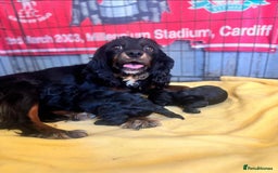 Cavapoo dogs for sale: Gorgeous cavapoo READY NOW! - Image 3