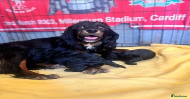 Cavapoo dogs - Advert 7