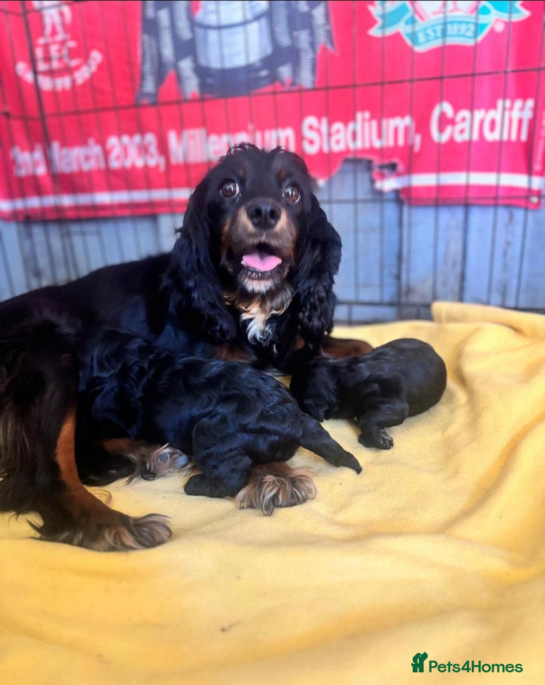 Cavapoo dogs for sale: Gorgeous cavapoo READY NOW! - Image 3