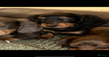 Miniature Dachshund dogs - Advert 4