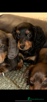Miniature Dachshund dogs - Advert 4