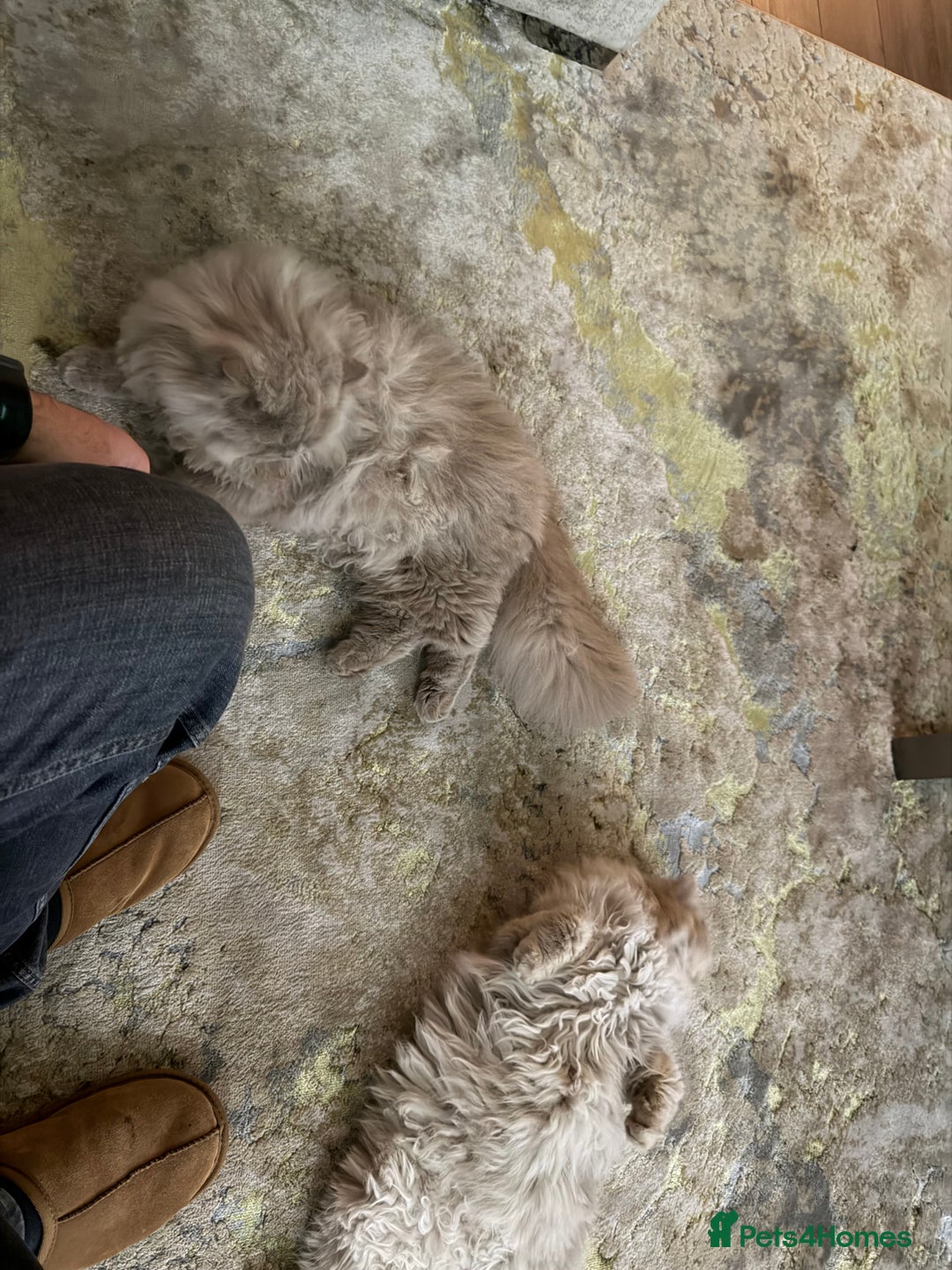 British Longhair cats for sale: 2 x British longhair brothers for sale together  - Advert 13