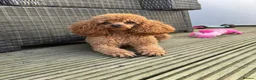 Cavapoo dogs for sale: Stunning home bred Cavapoo puppies health tested  - Advert 7
