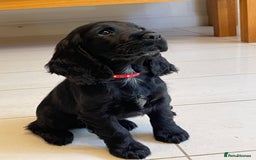 Sprocker dogs for sale: Beautiful Sprocker puppies HEALTH TESTED PARENTS - Image 5
