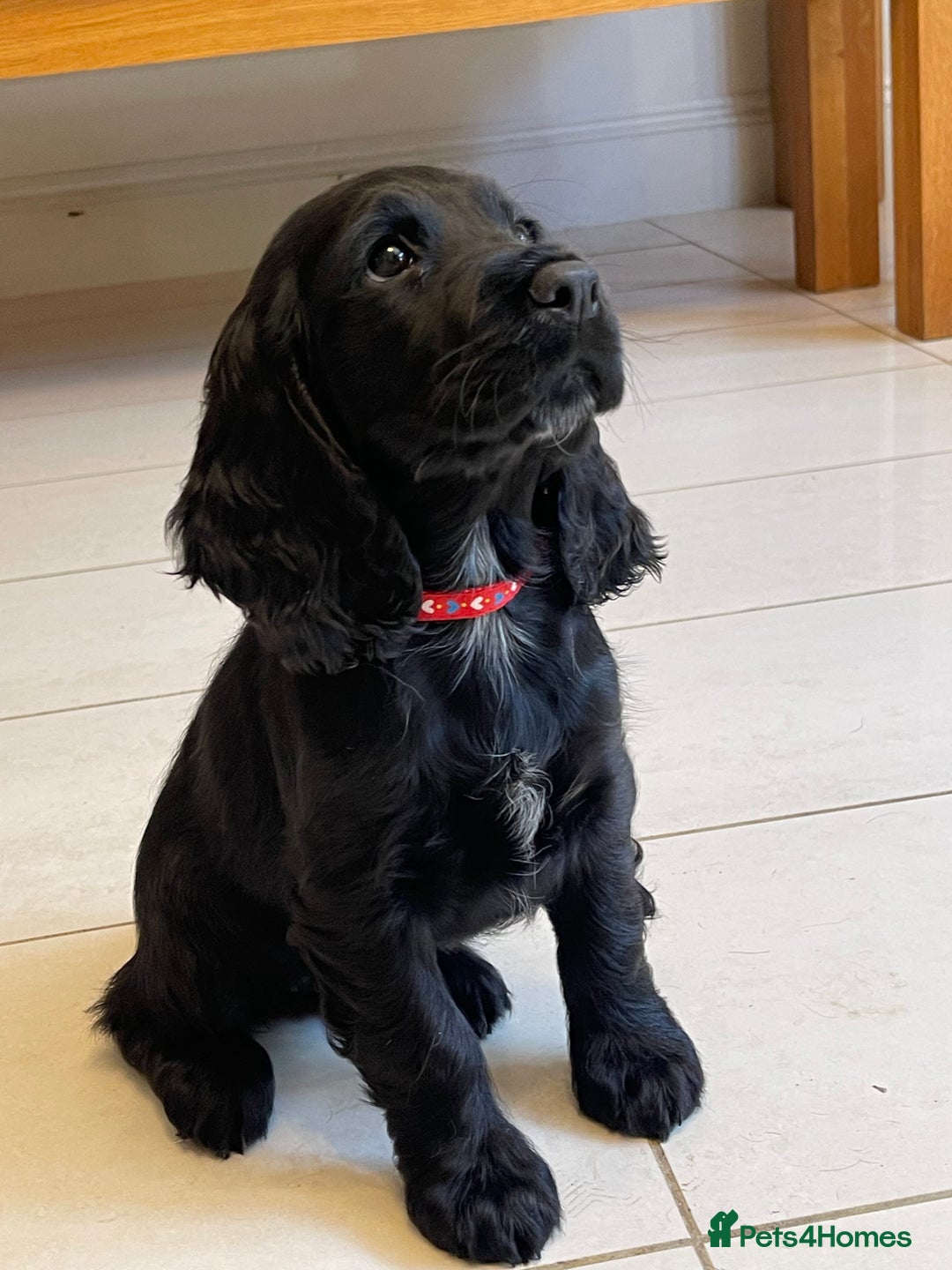 Sprocker dogs for sale: Beautiful Sprocker puppies HEALTH TESTED PARENTS - Image 5