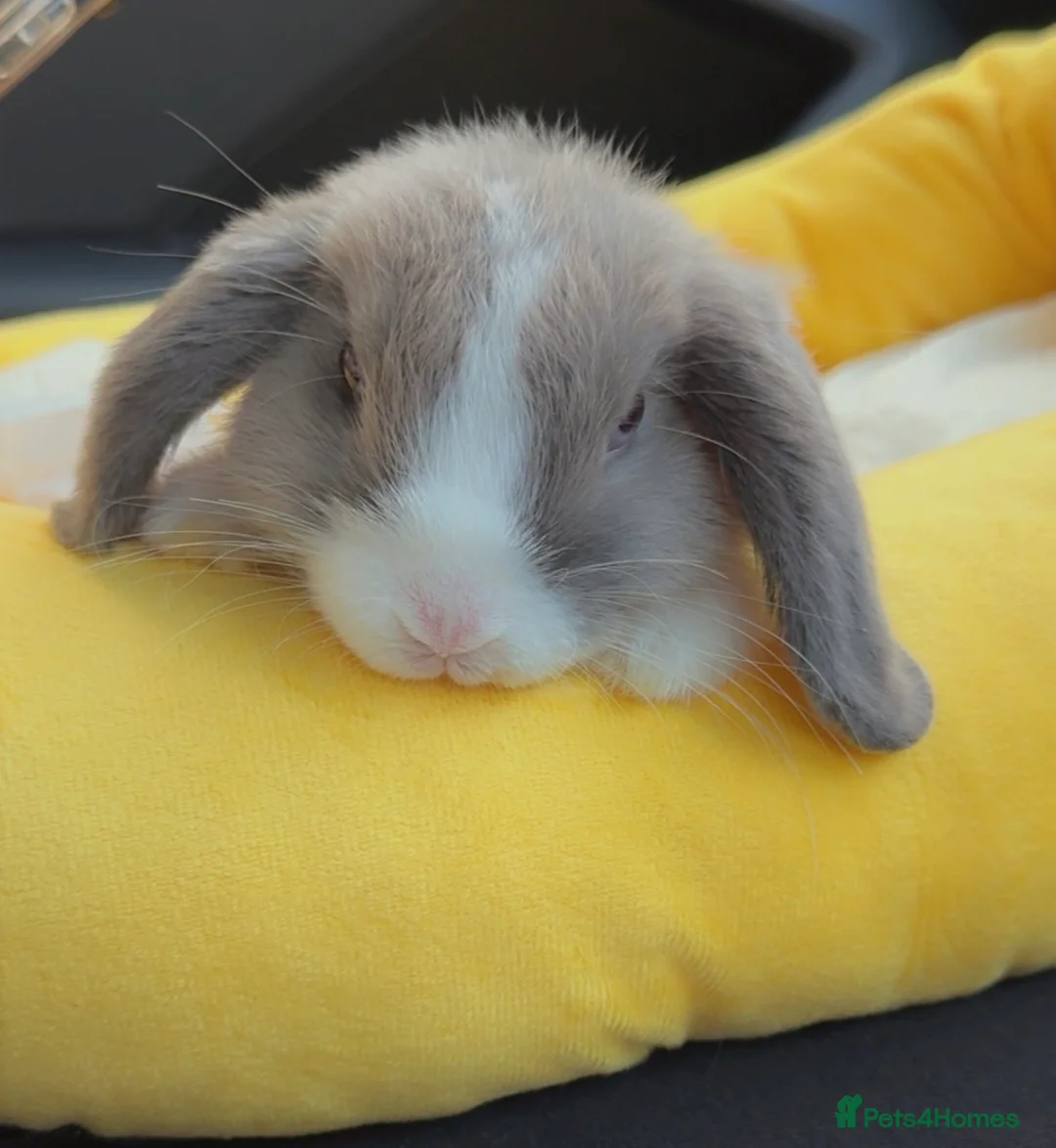 Mini Lop rabbits for sale: Mini Lop Male rabbit  - Advert 1