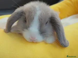 Mini Lop rabbits Mini Lop Male rabbit - Advert 1
