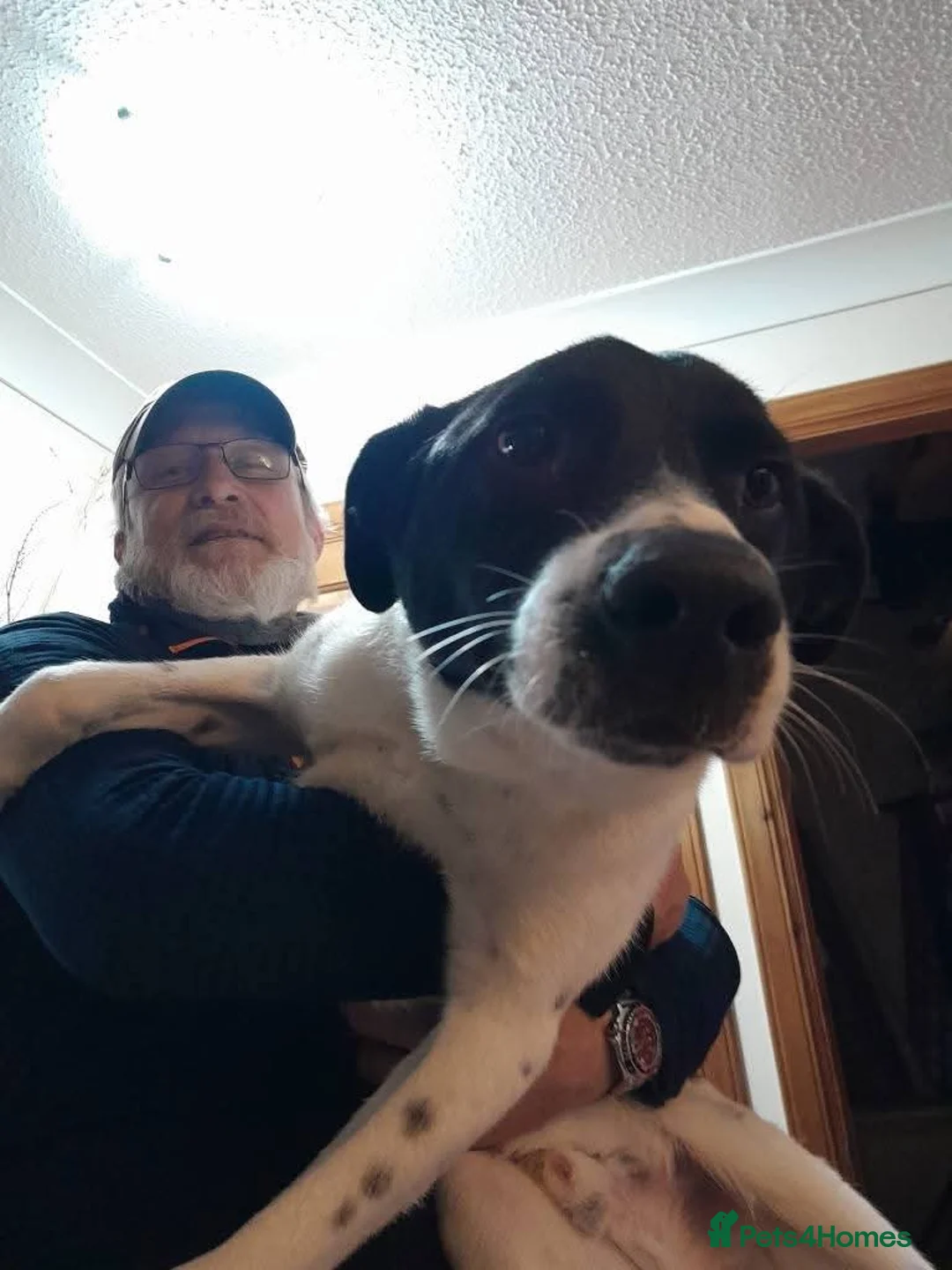 Mixed Breed dogs for adoption: Meet Rocky, currently residing in Aberdeen  - Advert 7