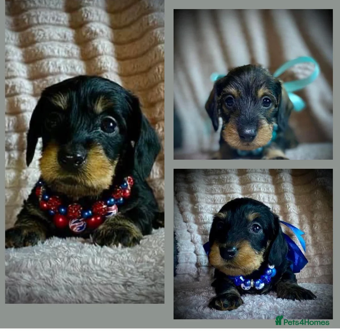 Miniature Dachshund dogs for stud: Miniature Wire Haired Dachshund Stud in Manchester - Advert 8
