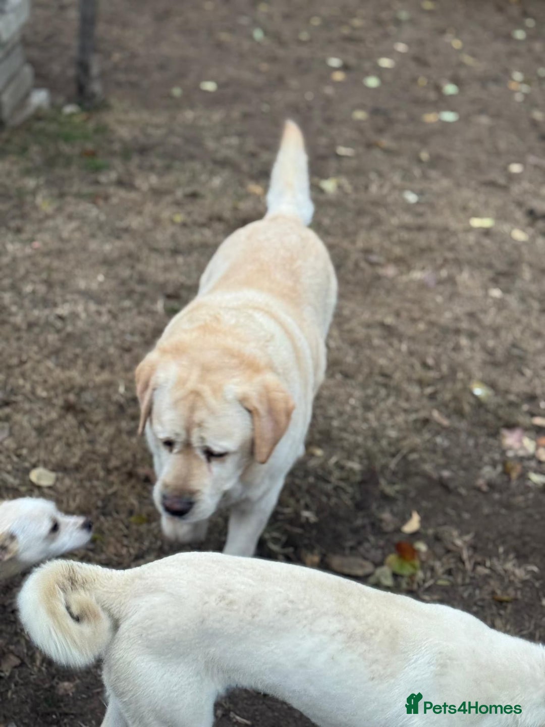 Labrador Retriever dogs for adoption: Gorgeous Trevor seeking a home - Advert 7