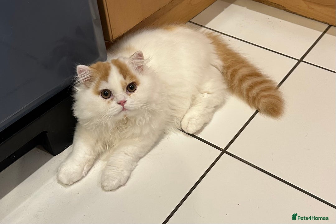 British Longhair cats for sale: Red and white British Long Hair Male  - Image 1