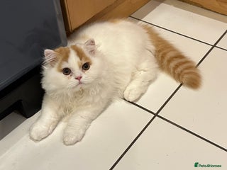 British Longhair cats - Advert 3