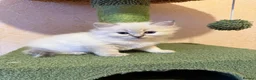 Ragdoll cats for sale: 🐾 Adorable Ragdoll  Kittens for Sale! 🐾  - Advert 11
