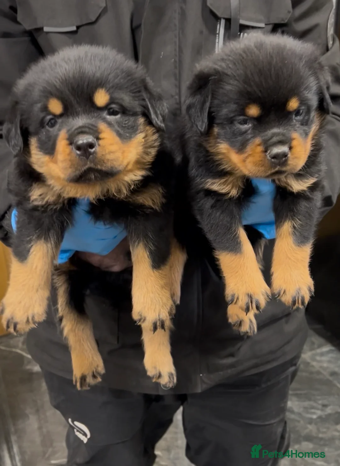 Rottweiler dogs for sale: Rottweiler Puppies  - Advert 2