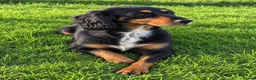 Cocker Spaniel dogs for sale: Special Working Cocker Spaniel Girl KC Registered  - Advert 1