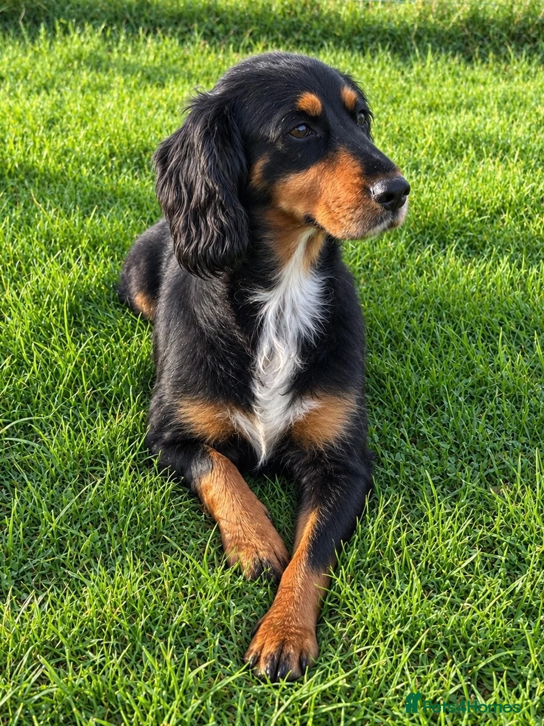 Cocker Spaniel dogs for sale: Special Working Cocker Spaniel Girl KC Registered  - Advert 1