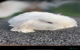 Mini Lop rabbits for sale: Mini Lop and Mini Lion Lop bunnies - Image 2