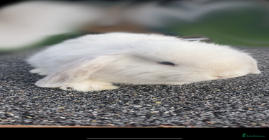 Mini Lop rabbits - Advert 11