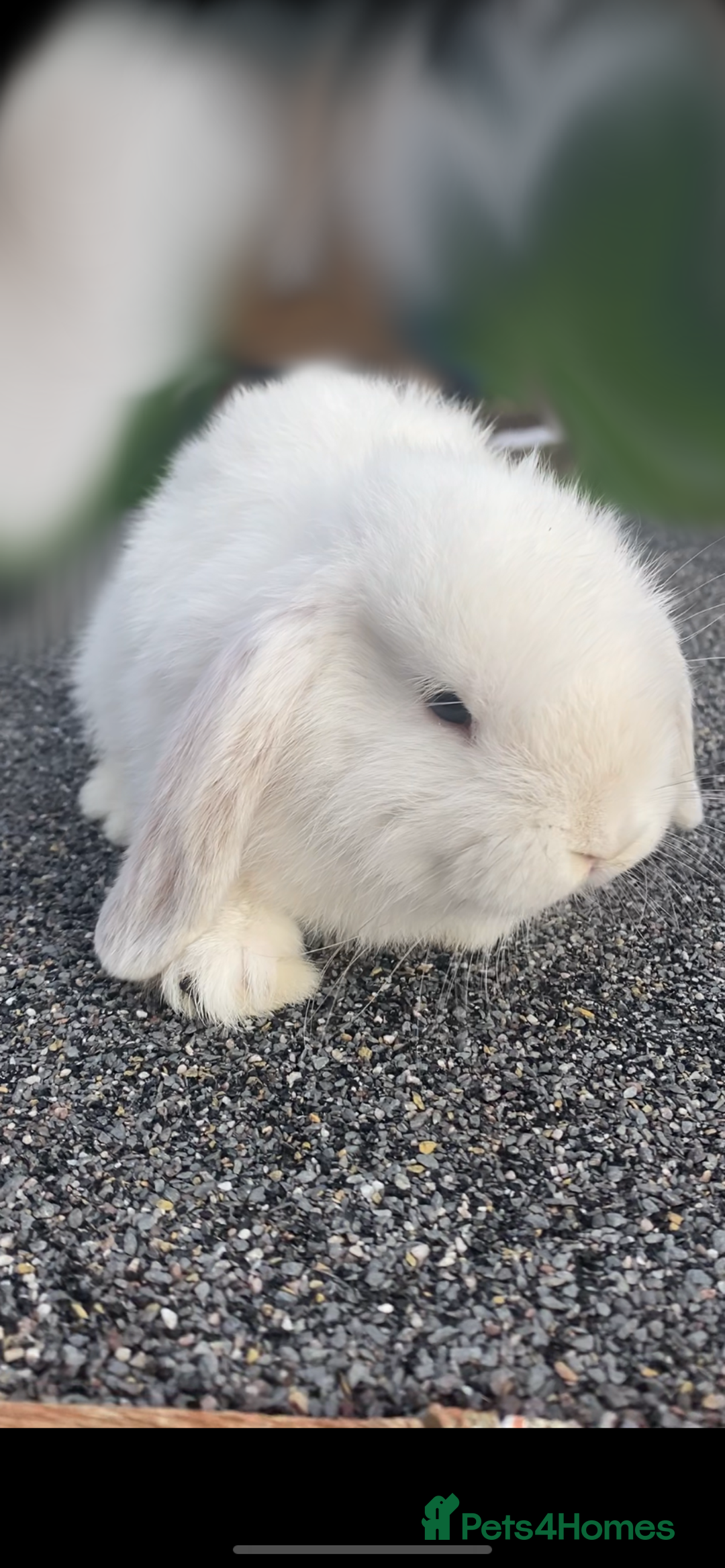 Mini Lop rabbits for sale: Mini Lop and Mini Lion Lop bunnies - Image 2
