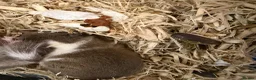 Mouse rodents for sale: Doormice squirrels  - Advert 2