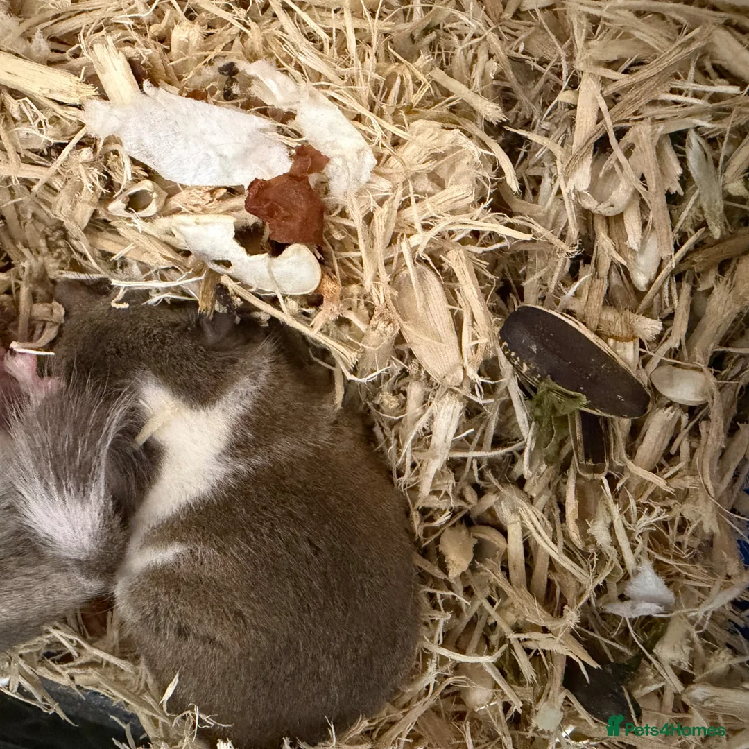 Mouse rodents for sale: Doormice squirrels  - Advert 2