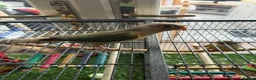 Conures birds for sale: Green Cheek Conures in Telford - Advert 4