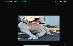 Mixed Breed dogs for sale: Pakistani Bully Kutta - Image 1