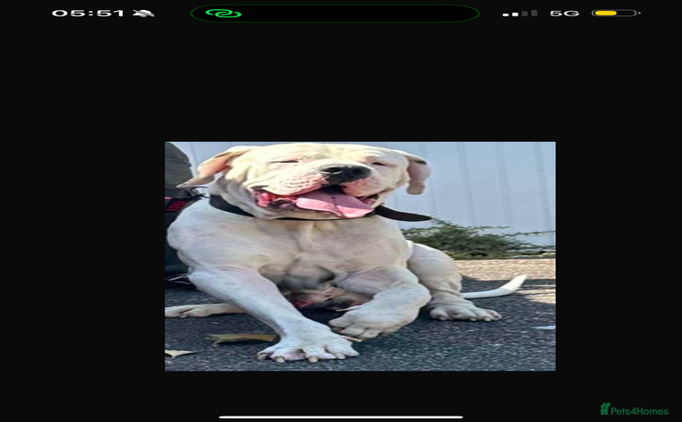Mixed Breed dogs - Advert 7