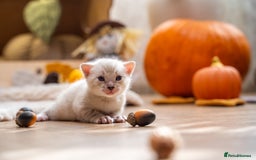 Bengal cats for sale: Pure Snow Bengals-TICA champions pedigree-Stunning - Image 39