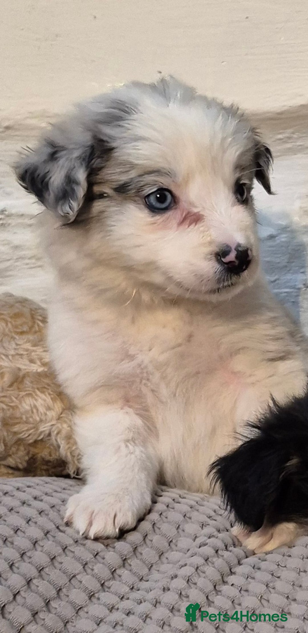 Border Collie dogs for sale: Blue Merles puppies  - Advert 20