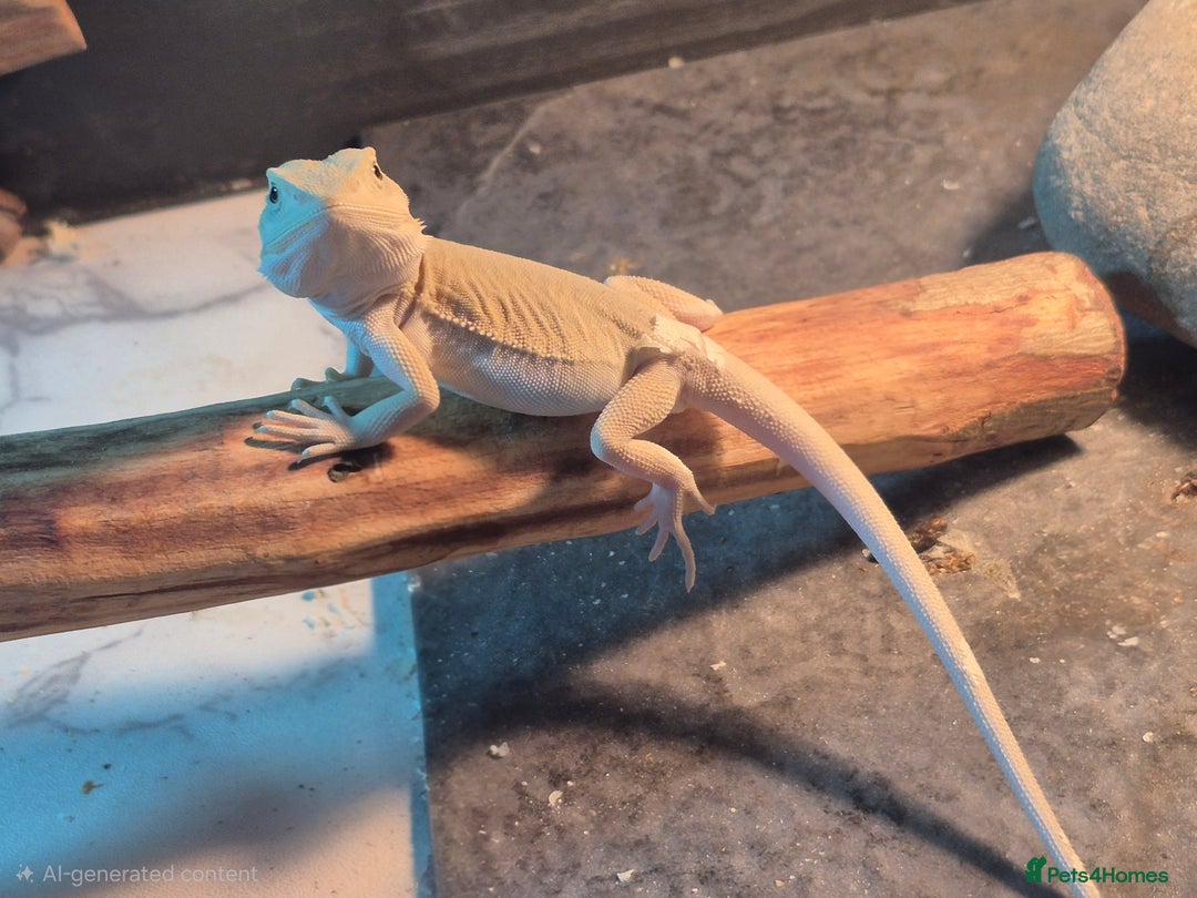 Bearded Dragon reptiles for sale: Bearded dragons  babies  - Advert 8