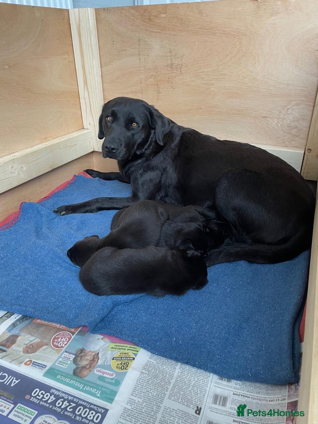 Labrador Retriever dogs for sale: Black Labrador Puppies - Advert 14