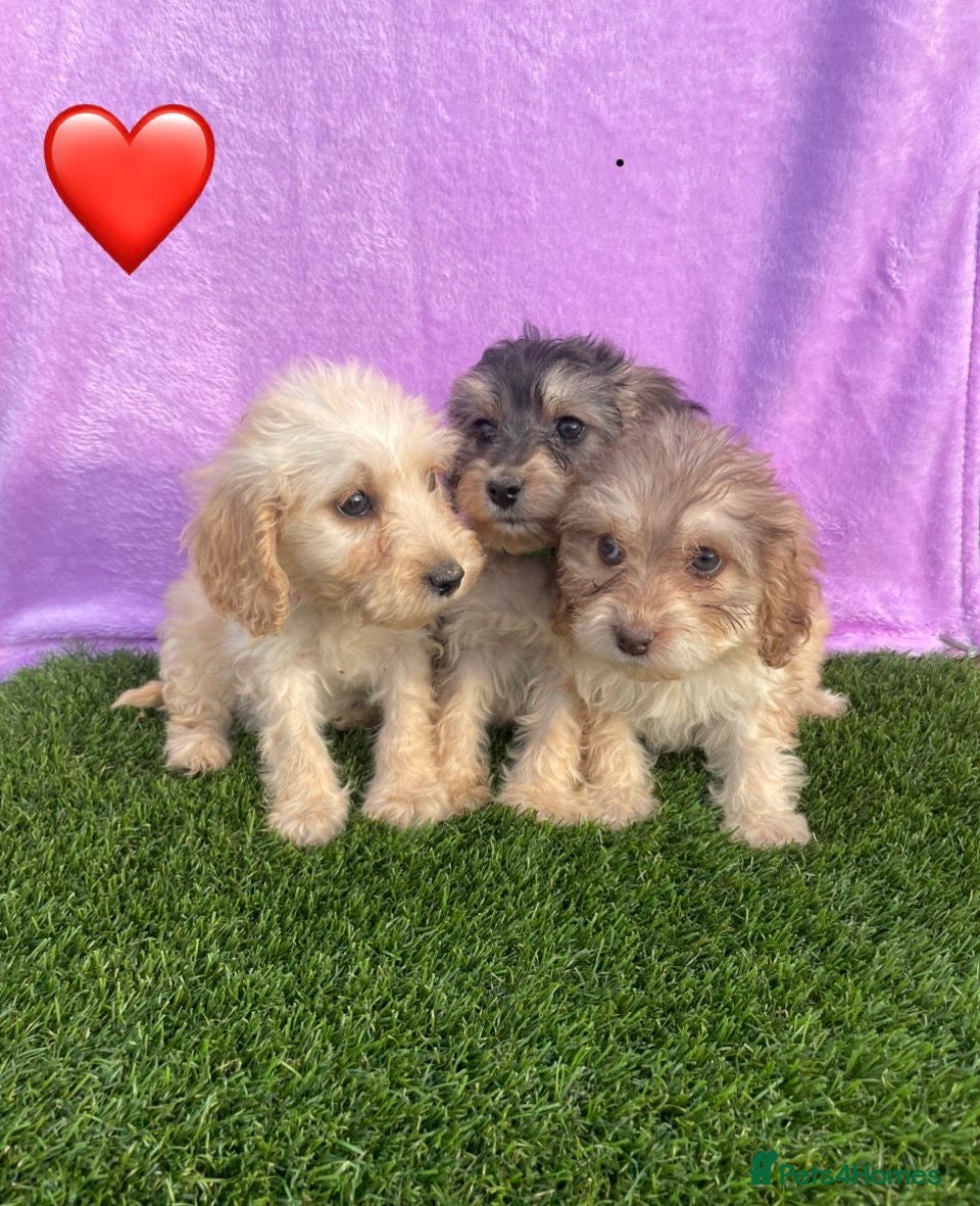 Cockapoo dogs for sale: ⭐️Beautiful Minature Cockapoos⭐️ - Advert 9